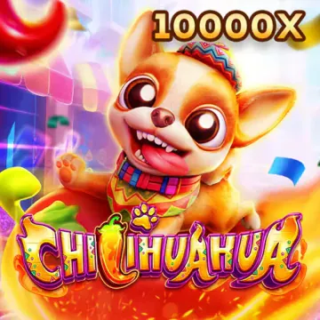 Fachai Chihuahua